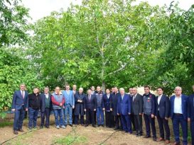 KAMAN CEVİZ FESTİVALİ BAŞLADI